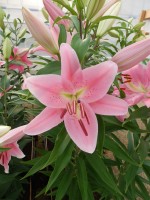 [4194 Striker No102.JPG]